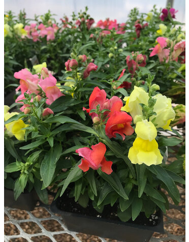 Snapshot Mix Snapdragon, 4 pack
