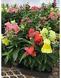 Snapshot Mix Snapdragon, 4 pack