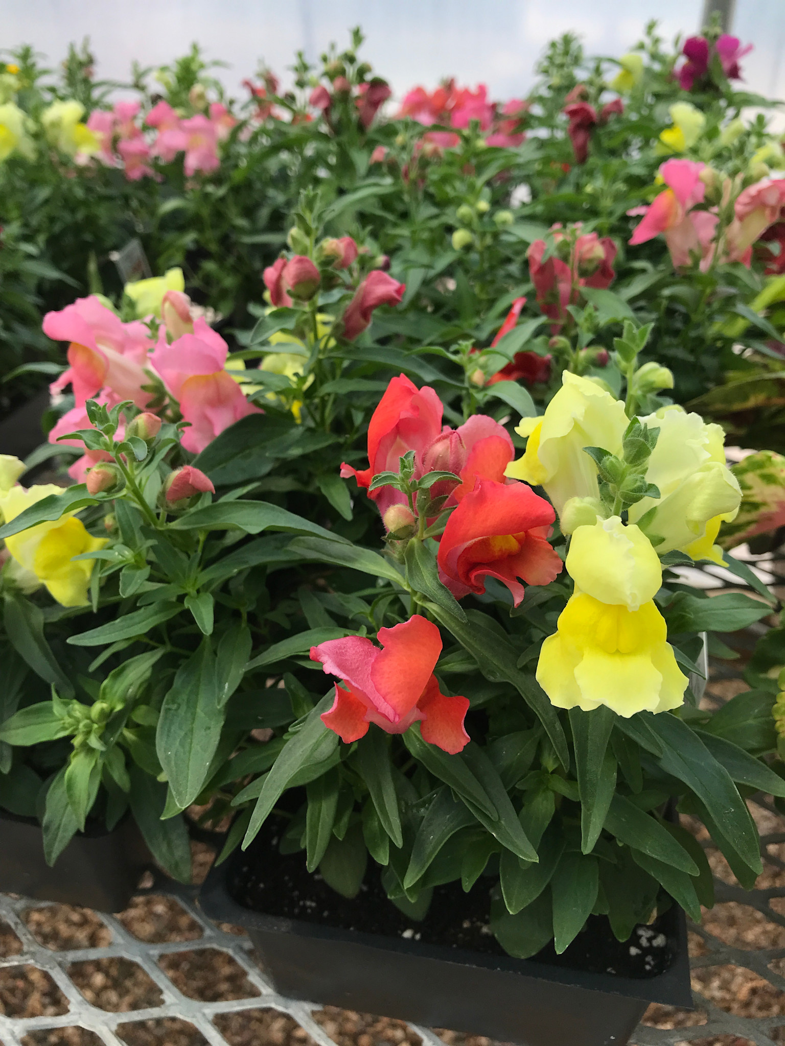 Snapshot Mix Snapdragon, 4 pack
