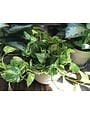 Pothos, Epipremnum aureum 'Golden' 6"
