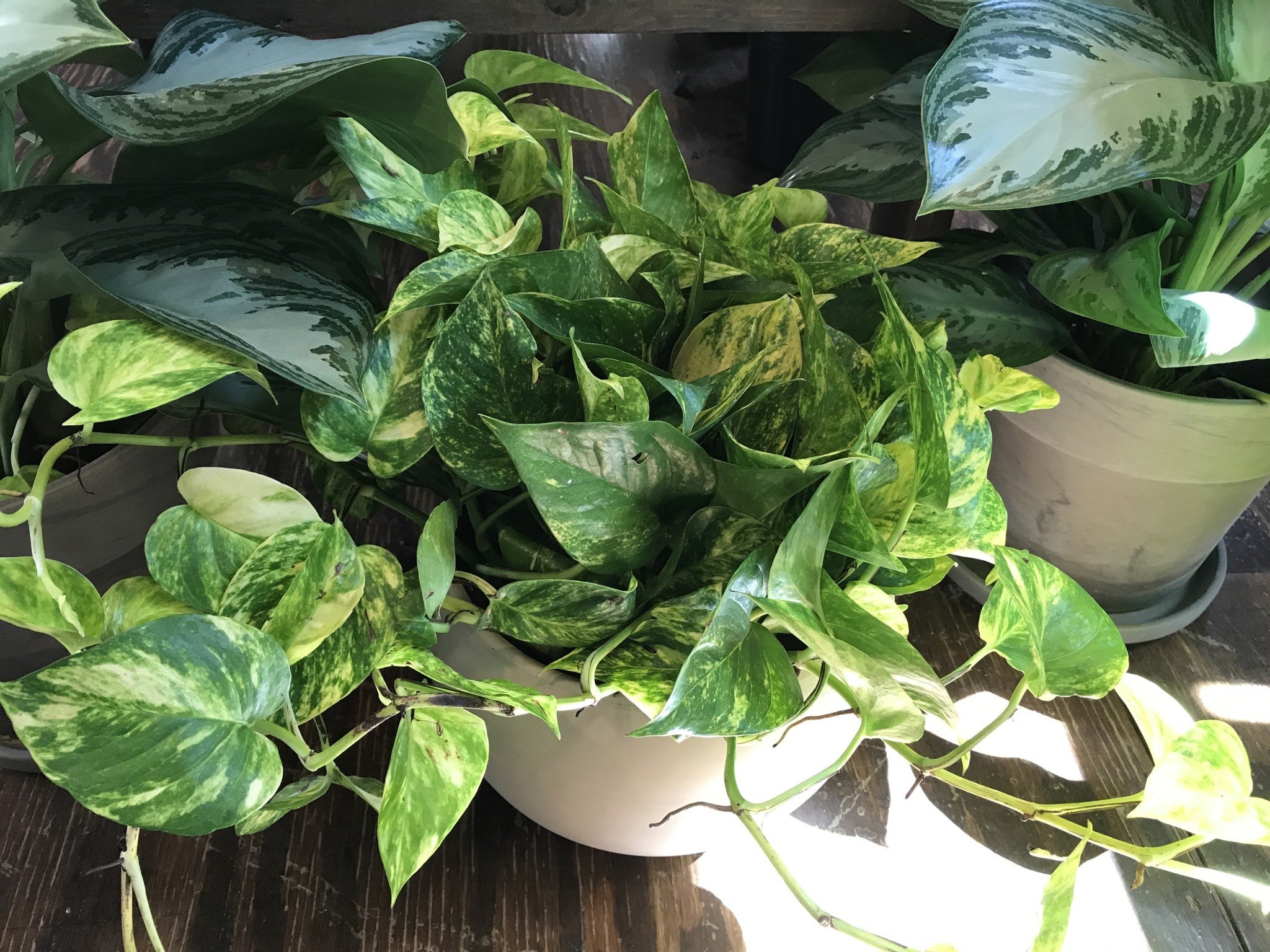 Pothos, Epipremnum aureum 'Golden' 6"