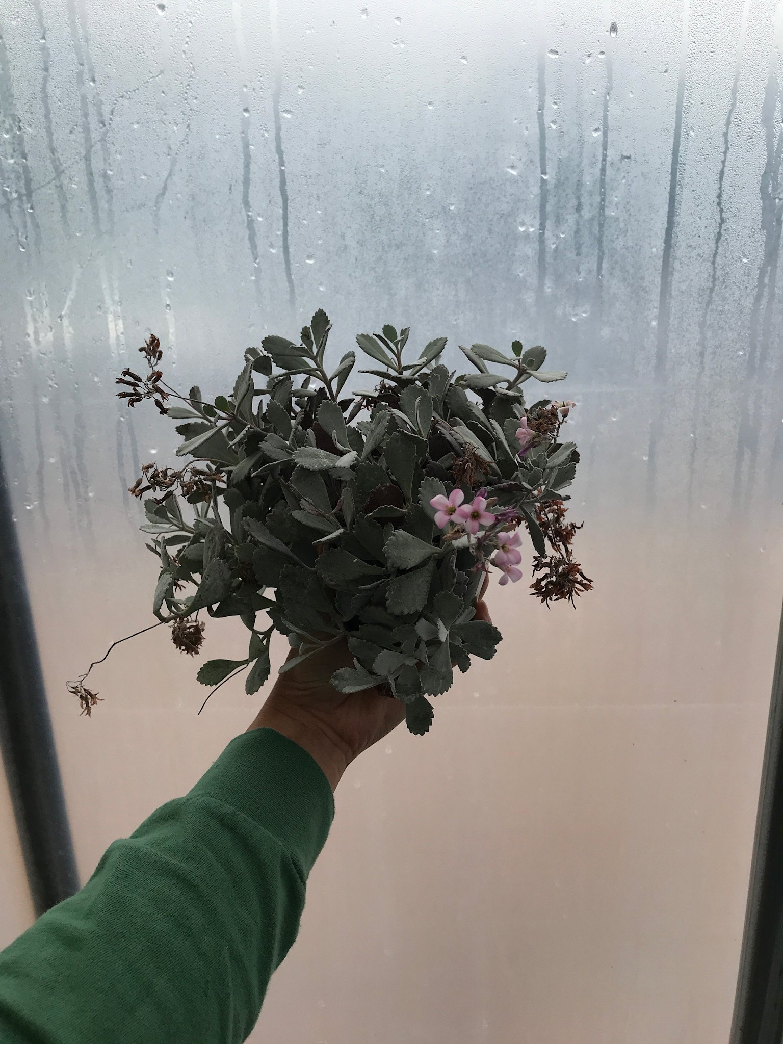 Kalanchoe pumila,  Flower Dust Plant 4”