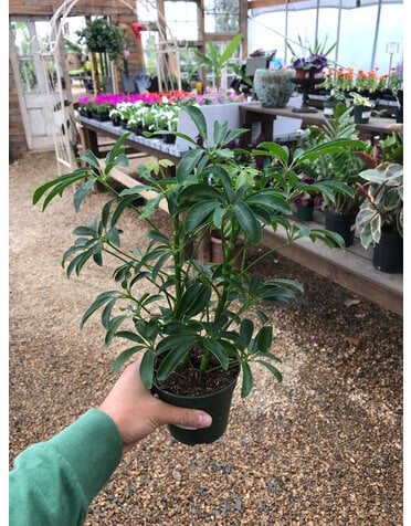 Umbrella Tree, Schefflera arboricola 4"