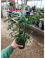Umbrella Tree, Schefflera arboricola 4"
