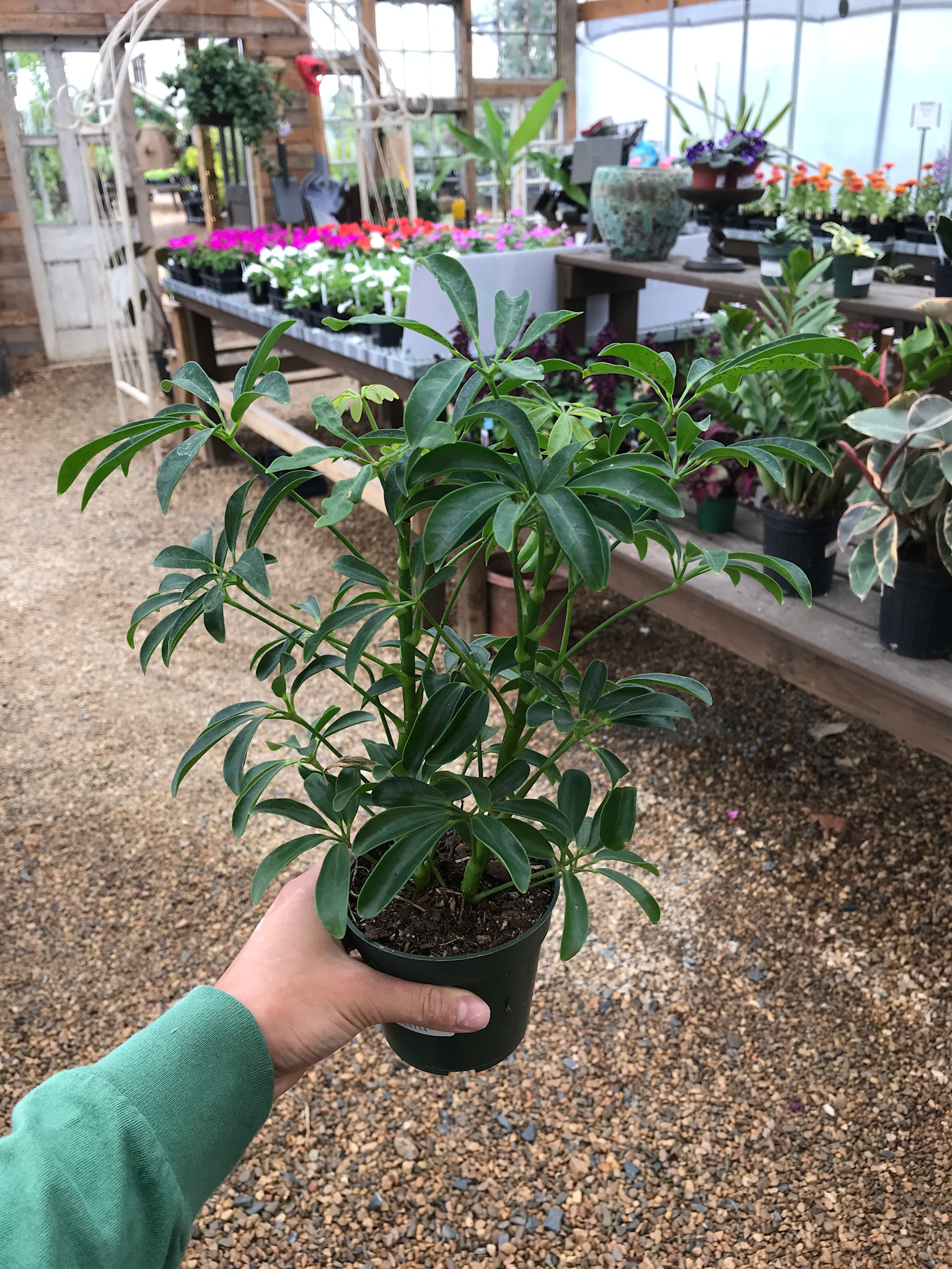 Umbrella Tree, Schefflera arboricola 4"