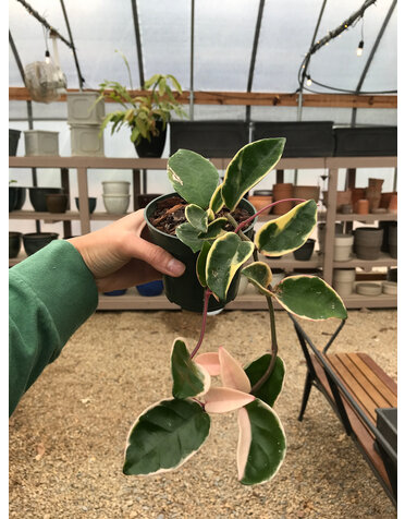 Hoya Carnosa 'Tricolor' 4"