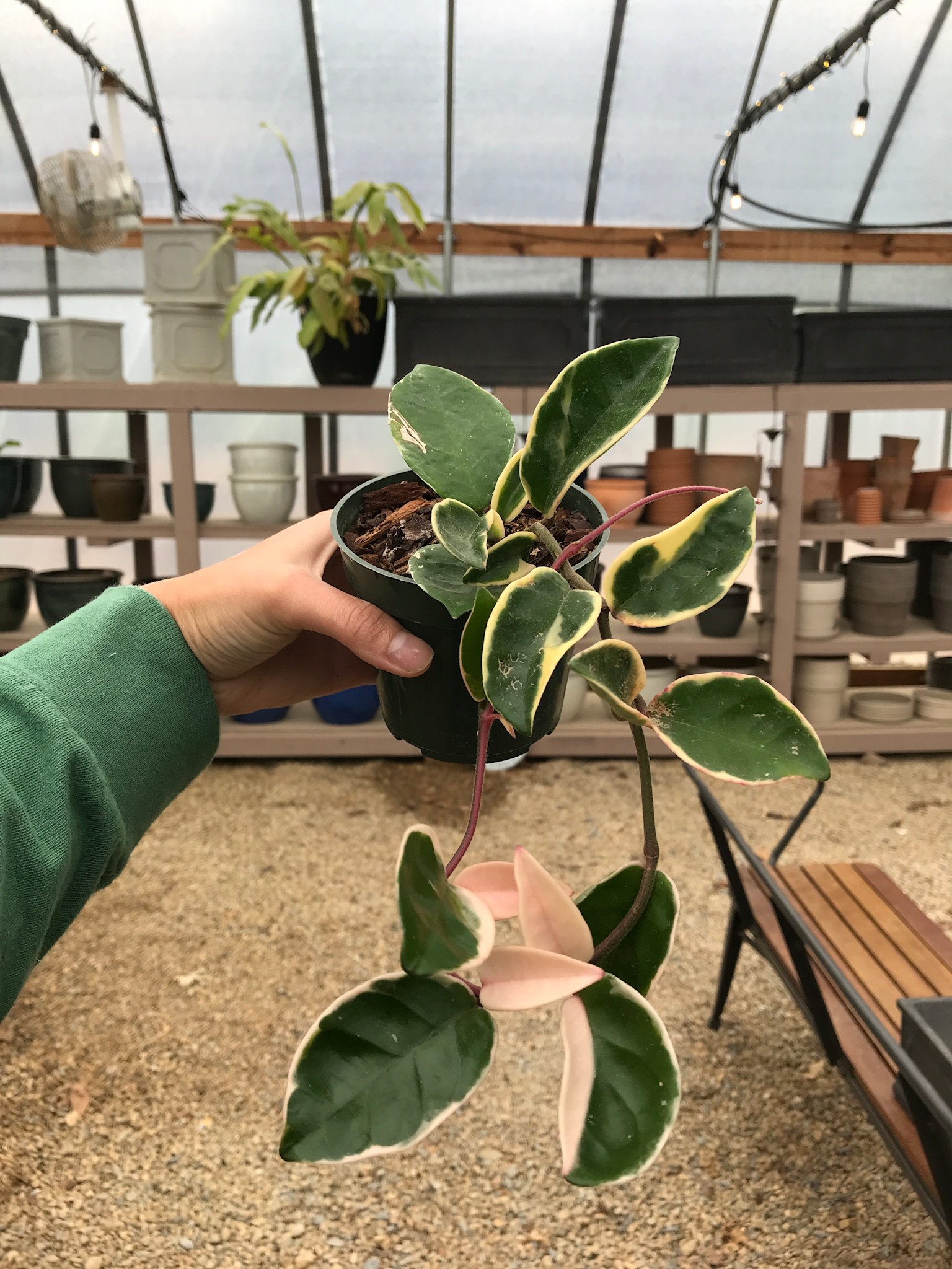 Hoya, Hoya carnosa 'Tricolor' 4"