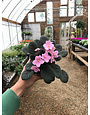 African Violet 4"