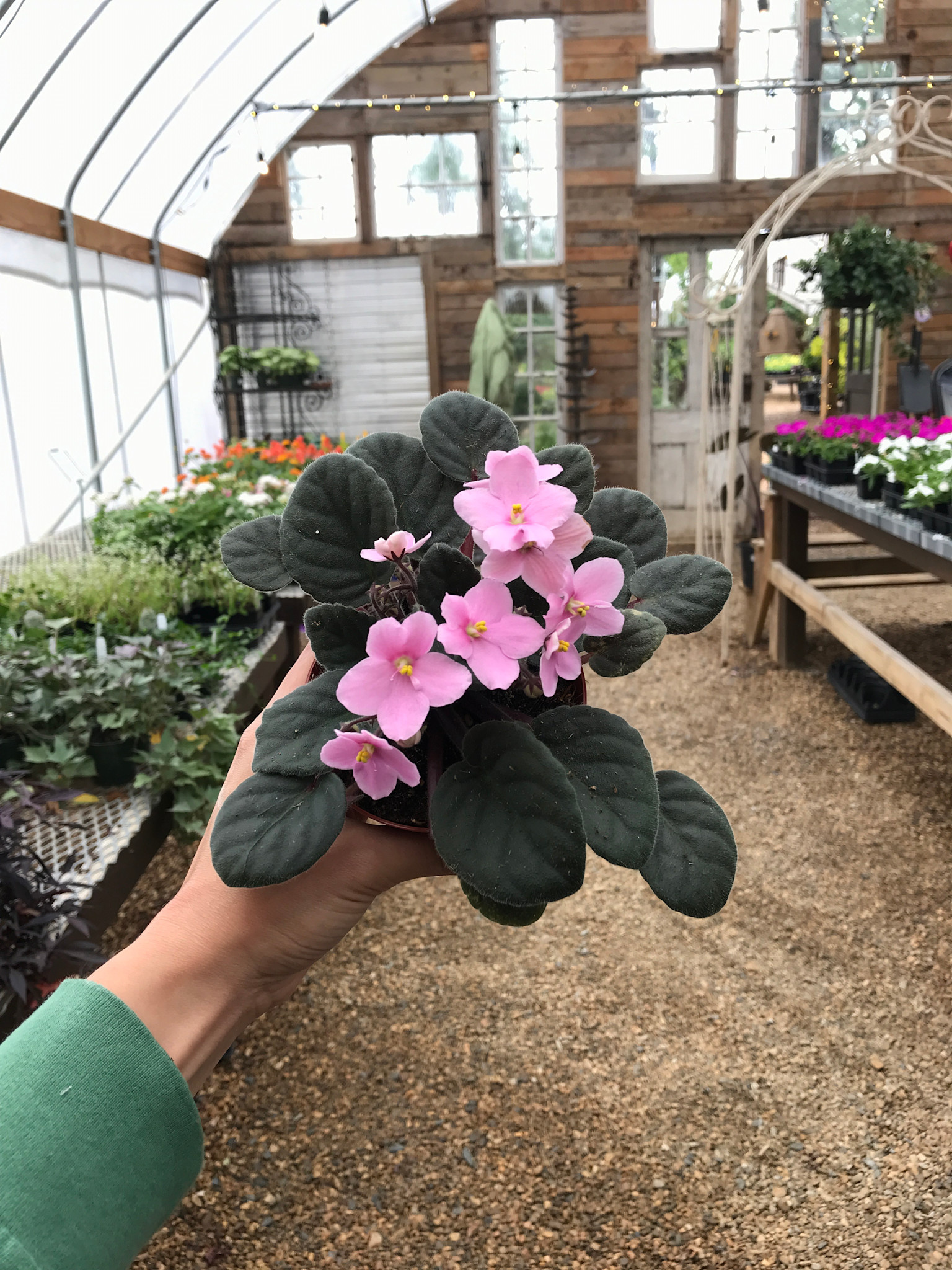 African Violet, Saintpaulia ionantha, Assorted 4"