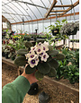 African Violet, Saintpaulia ionantha, Assorted 4"