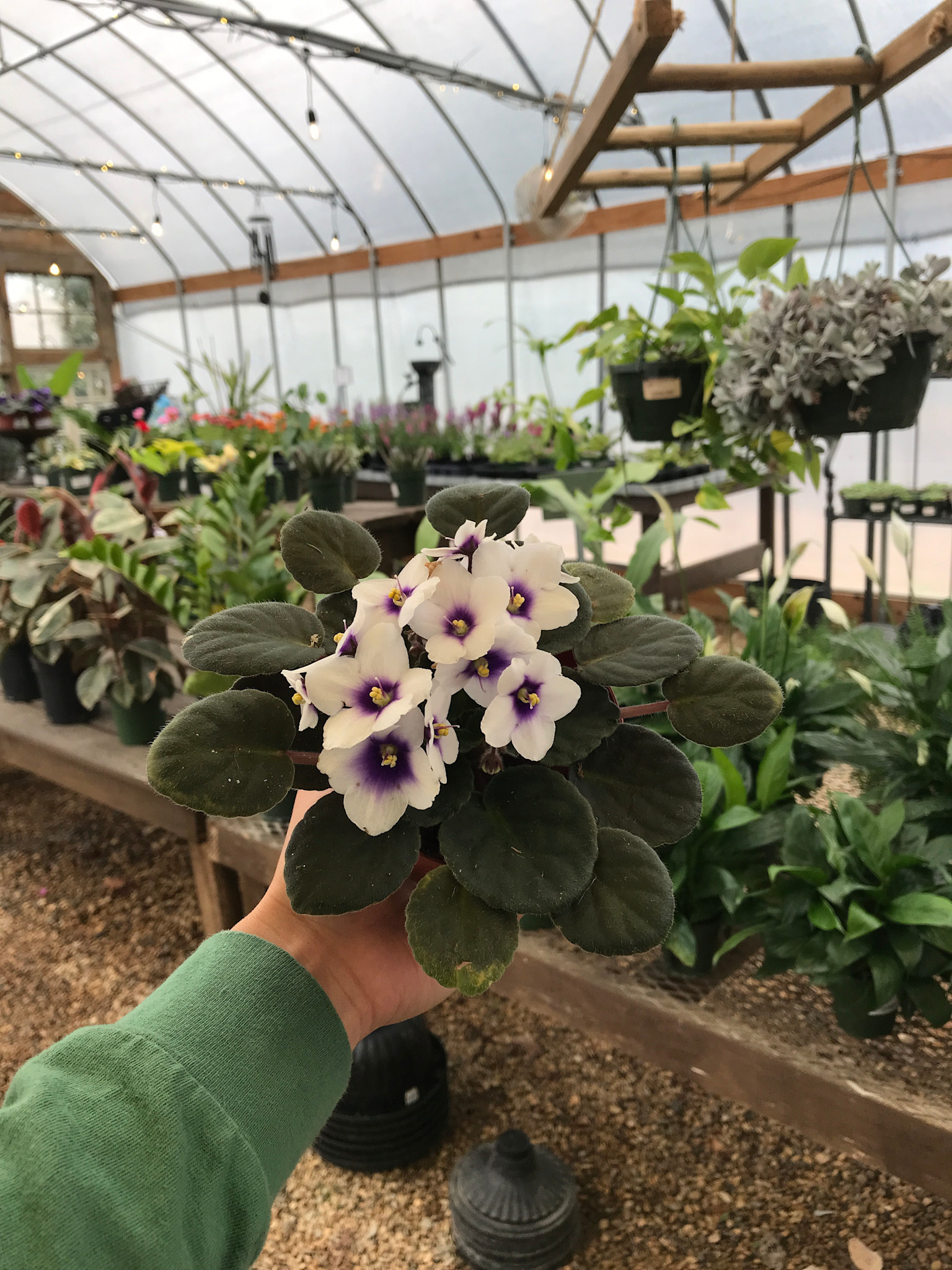African Violet, Saintpaulia ionantha, Assorted 4"