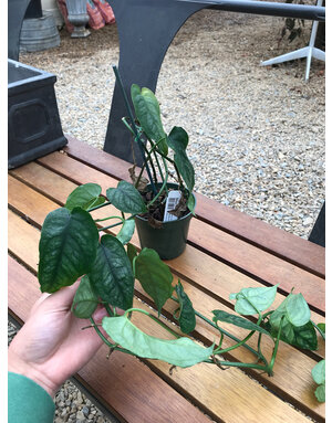 Monstera, Silver 4"