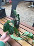 Monstera, Silver 4"