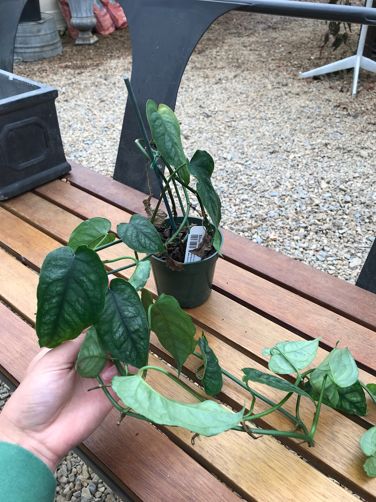 Monstera, Silver 4"