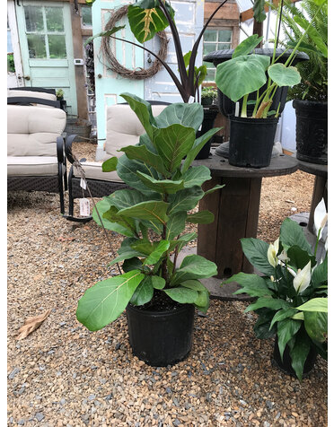 Ficus Lyrata Fiddle Leaf Fig 3G