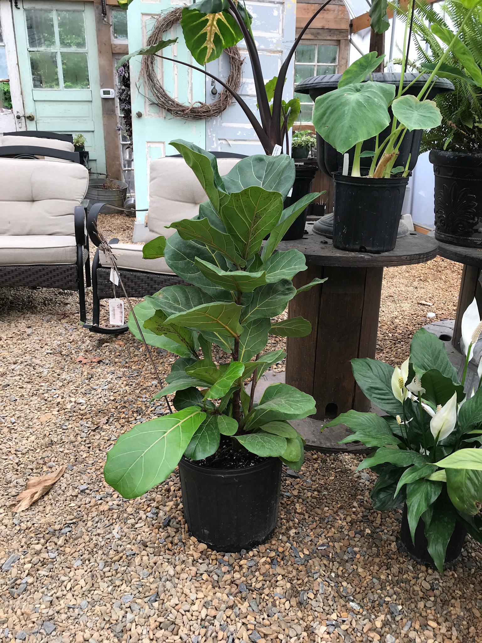 Fig, Ficus lyrata 'Fiddle Leaf Fig' (Houseplant) 3G