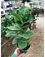 Fig, Ficus lyrata 'Fiddle Leaf Fig' (Houseplant) 3G