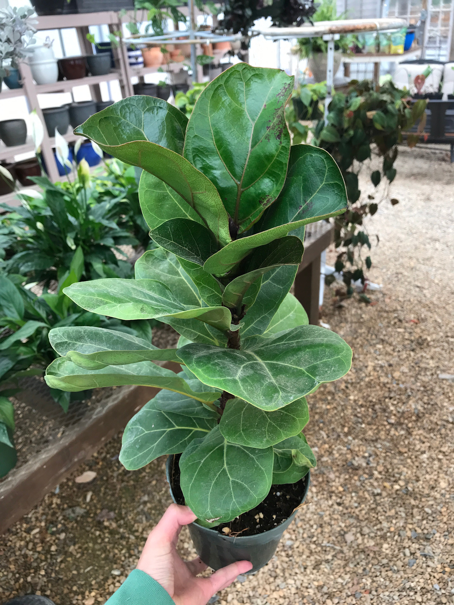 Fig, Ficus lyrata 'Fiddle Leaf Fig' (Houseplant) 3G