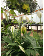 Peace Lily, Spathiphyllum 6"