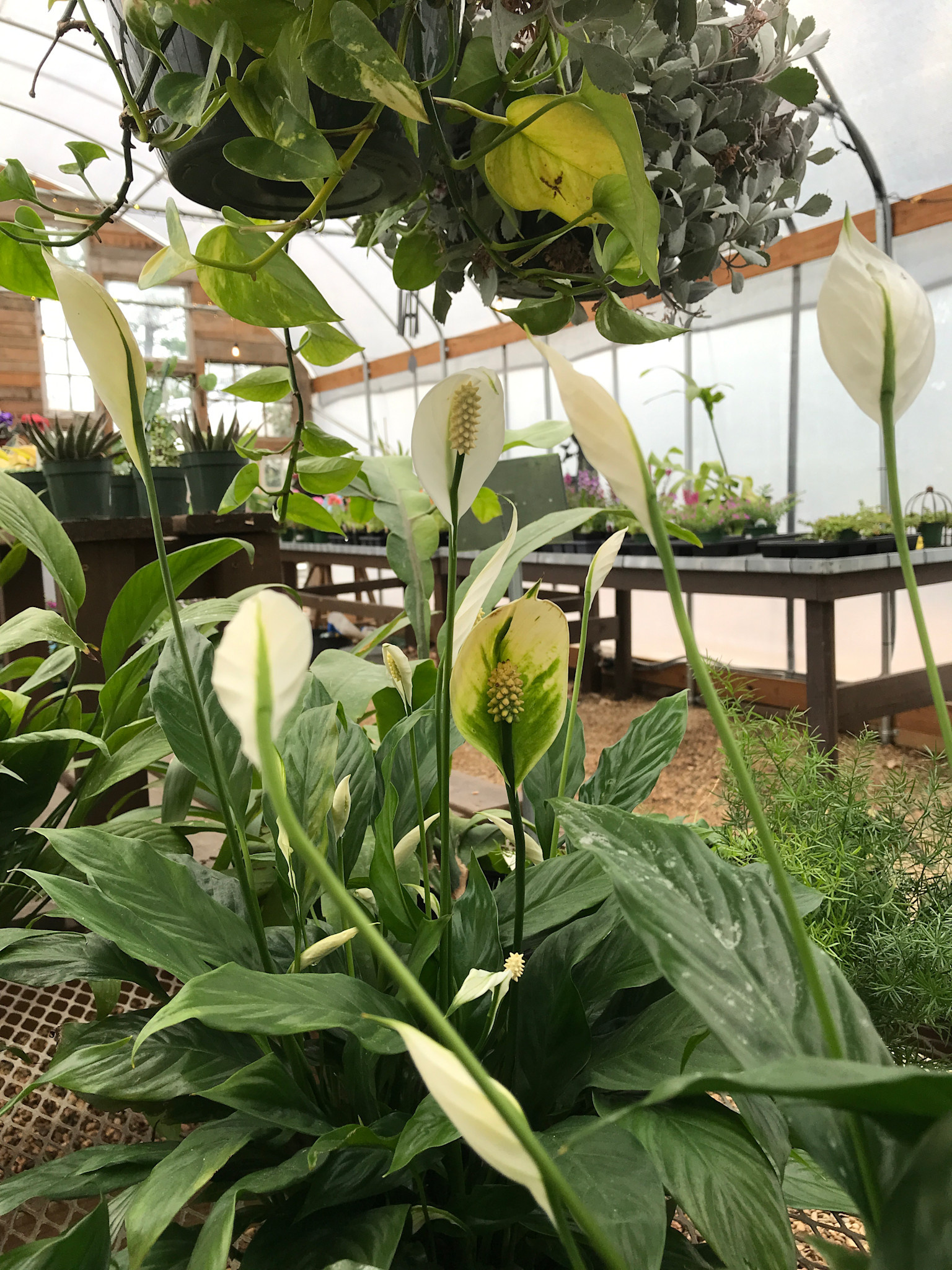 Peace Lily, Spathiphyllum 6"