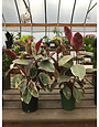 Rubber Plant Variegated 6"