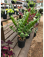 Zamioculcas Zamiifolia  ZZ Plant 6"