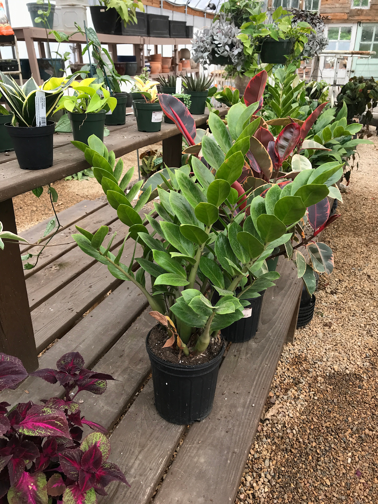 ZZ Plant, Zamioculcas zamiifolia 6"