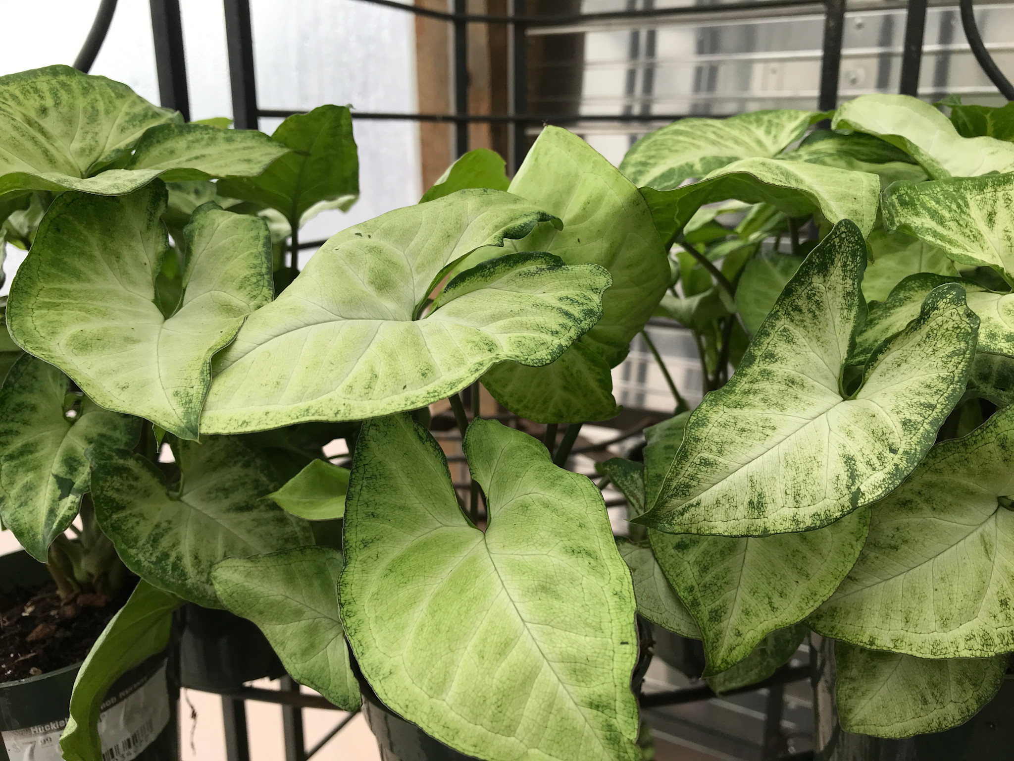 Nephthytis, Syngonium podophyllum, 1G