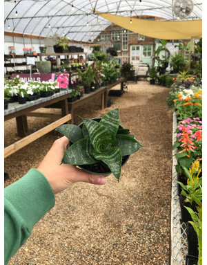 Snake Plant, Dracaena trifasciata'Hahni' Birdsnest 4"