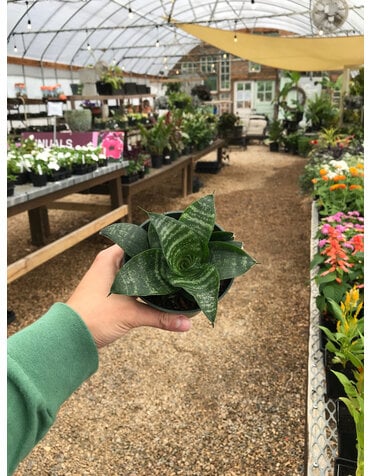 Snake Plant, Dracaena trifasciata 'Hahni' Birdsnest 4"