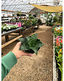 Birdnest Snake Plant 4"