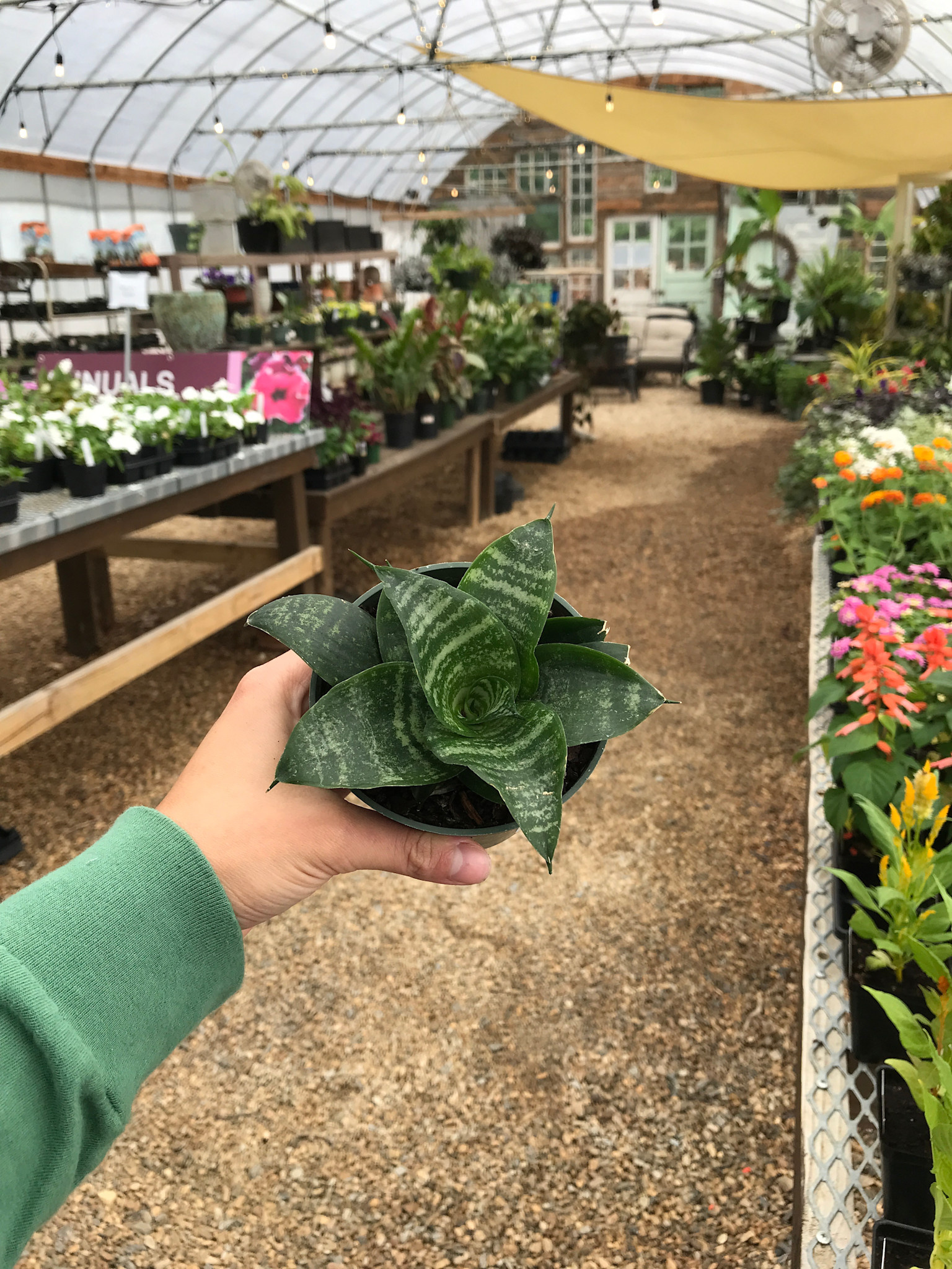 Snake Plant, Dracaena trifasciata'Hahni' Birdsnest 4"