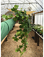 English Ivy 4"