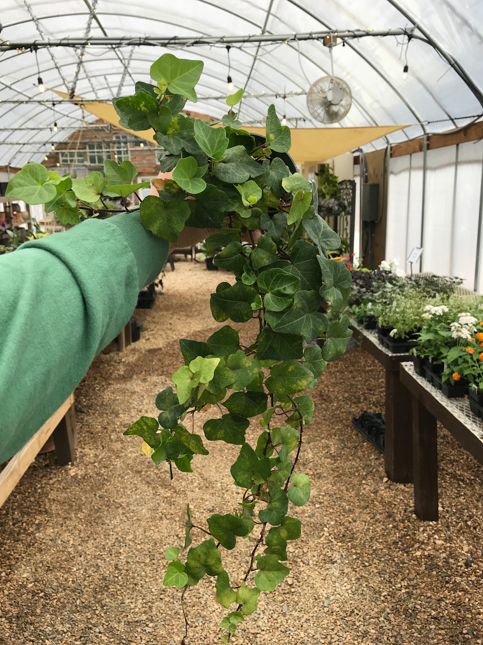 English Ivy 4"