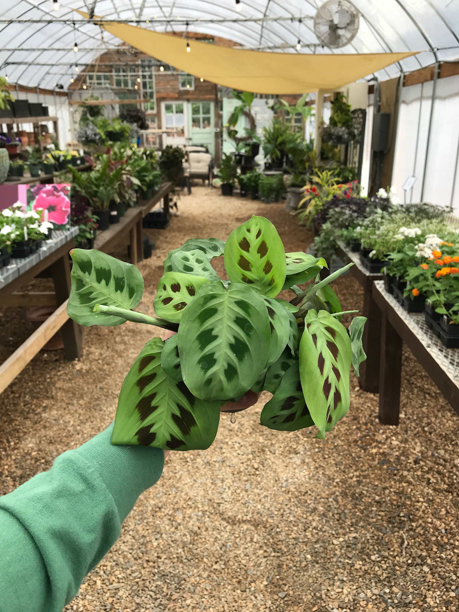 Maranta Green Prayer Plant 4"