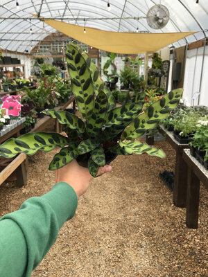 Calathea, Goeppertia insignis 'Rattlesnake' 4"