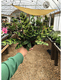 Rattlesnake Calathea 4"