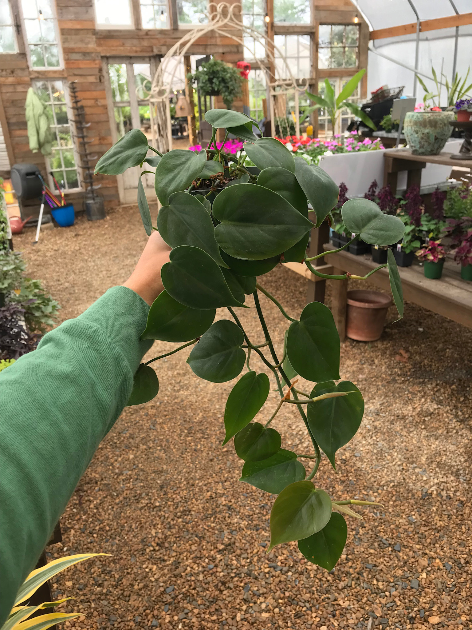 Philodendron, Philodendron hederaceum 'Heartleaf' 4"