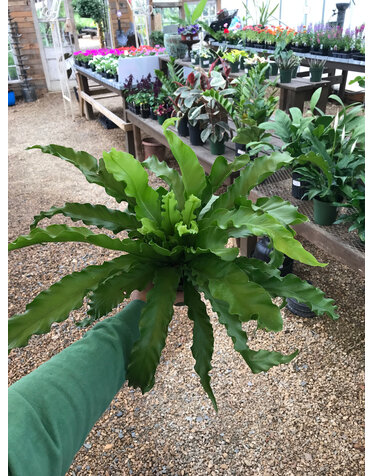 Fern, Asplenium nidus 'Birds Nest Fern' 4"