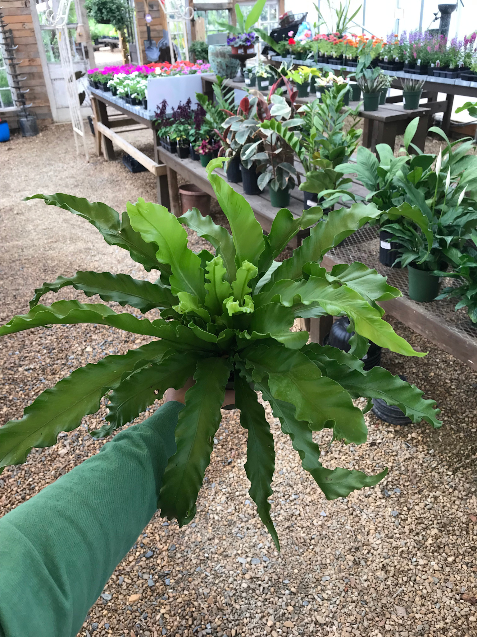 Fern, Asplenium nidus 'Birds Nest Fern' 4"