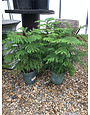 Norfolk Island Pine 6"
