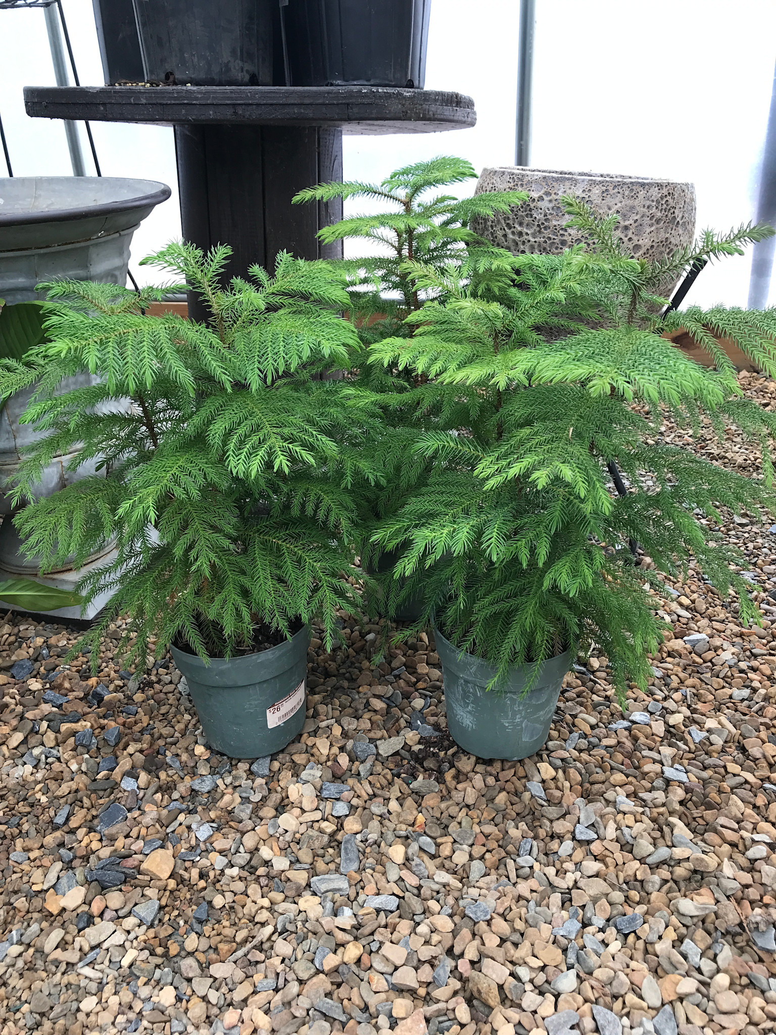 Norfolk Island Pine, Araucaria heterophylla 6"