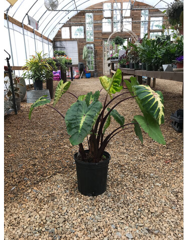 Colocasia Royal Hawaiian® Black Coral