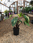 Colocasia Royal Hawaiian® Black Coral