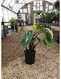 Colocasia, 'Royal Hawaiian White Lava' Elephant Ear 2G