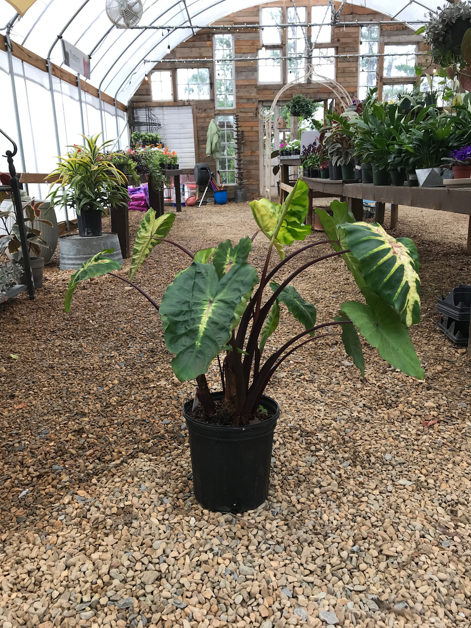 Colocasia, 'Royal Hawaiian White Lava' Elephant Ear 2G