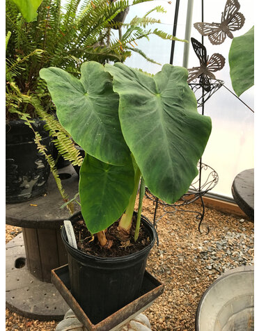 Elephant Ear, Colocasia esculenta 'Jack's Giant' 2G
