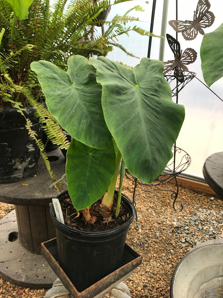 Elephant Ear, Colocasia esculenta 'Jack's Giant' 2G