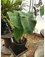 Elephant Ear, Colocasia esculenta 'Jack's Giant' 2G