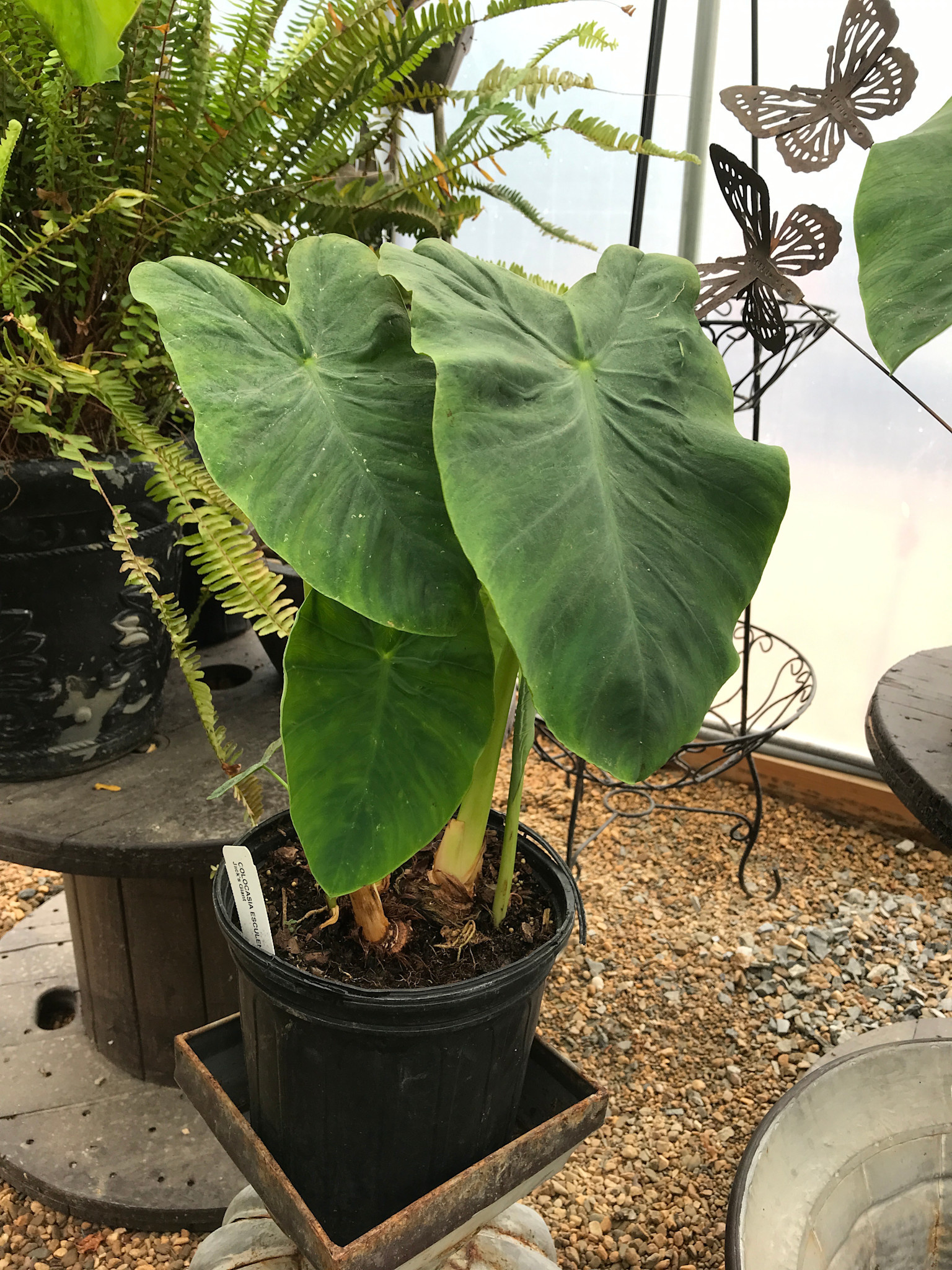 Elephant Ear, Colocasia esculenta 'Jack's Giant' 2G